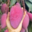 Xoài giống Đài Loan chín, sản phẩm VietGAP